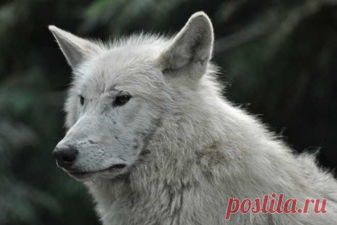 Hudson Bay Wolf | Hudson Bay wolf (Canis lupus hudsonicus) A… | Flickr
