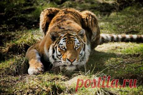 Download Tiger Wallpaper Over 50+ high-definition Tiger wallpapers for free download! Customize your desktop, mobile phone and tablet with our Tiger wallpapers now!