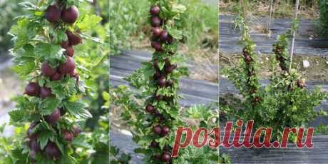 15 кг крыжовника с куста? Нет проблем! Крыжовник отличается высокой…