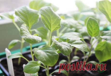 Шпаргалка по выращиванию рассады баклажанов: от посева до высадки в грунт | Огород на подоконнике | Яндекс Дзен