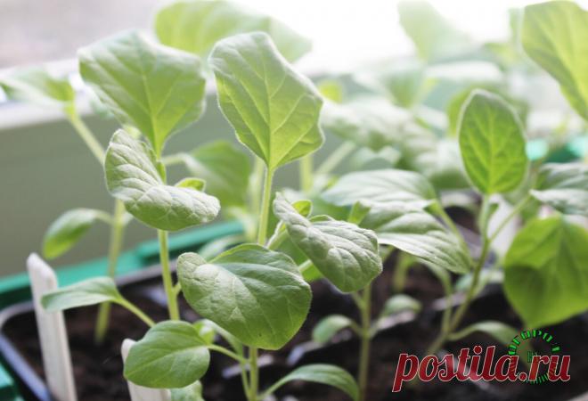 Шпаргалка по выращиванию рассады баклажанов: от посева до высадки в грунт | Огород на подоконнике | Яндекс Дзен