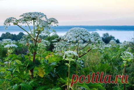 Самые неожиданные знания о борщевике Сосновского (продолжаем тему) | Самый-самый.../ Познаём вместе | Дзен