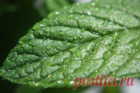 Использование для Peppermint Oil | POPSUGAR Смарт Living