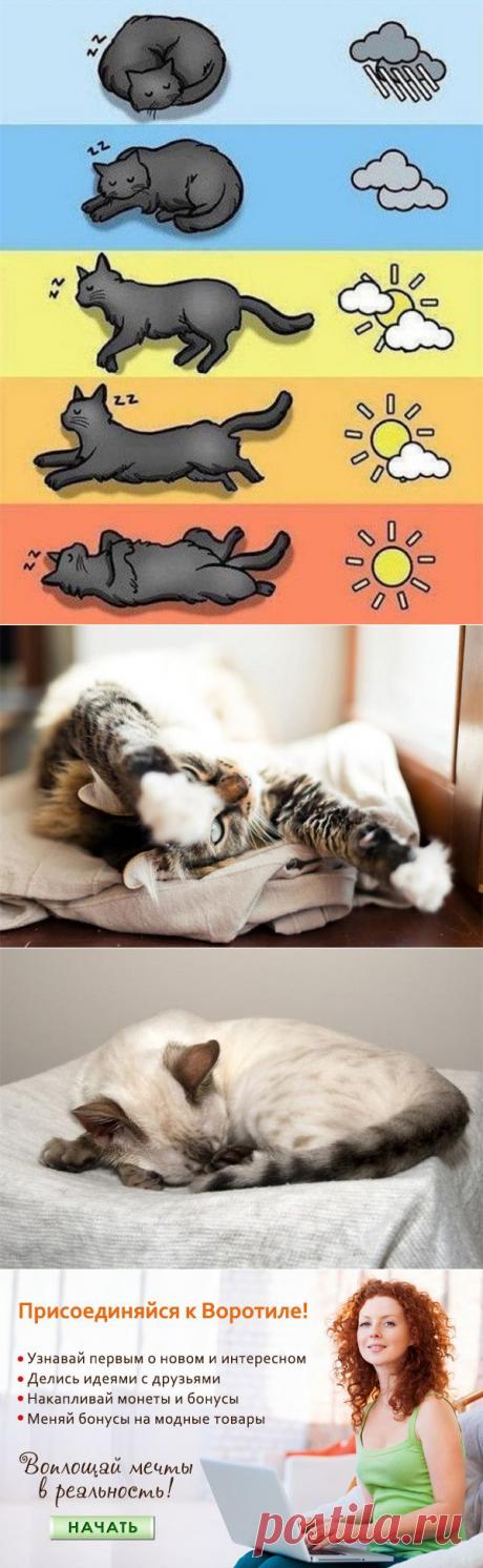 Кошки-синоптики: самые точные приметы погоды — Воротила