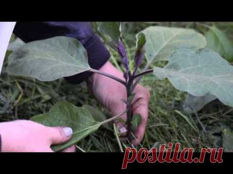 Формирование баклажанов. 09.06.15.