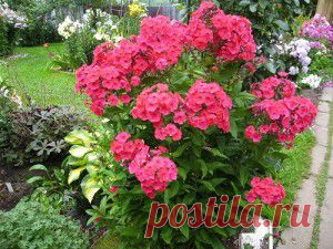 МИНИАТЮРНЫЕ САДИКИ