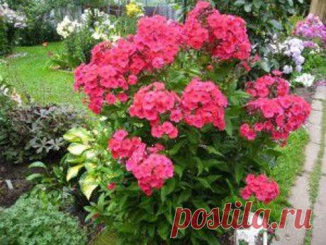 МИНИАТЮРНЫЕ САДИКИ