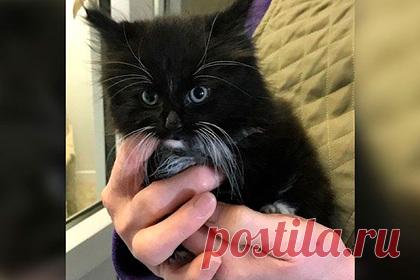 Котенок проехал почти 100 километров в двигателе фургона и выжил. В Англии пятинедельный котенок забрался в двигатель фургона, проехал почти 100 километров от Мерсисайда до Стаффордшира и выжил. Ему оказали необходимую помощь и назвали Ринго в честь барабанщика группы The Beatles. В ближайшие недели Ринго вакцинируют и чипируют. После всех процедур котенок будет готов к пристройству.