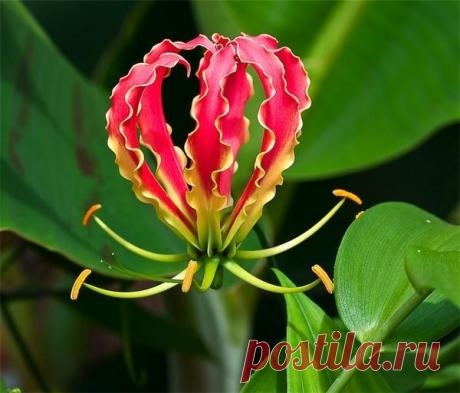 цветок глориоза фото: 25 тыс изображений найдено в Яндекс.Картинках