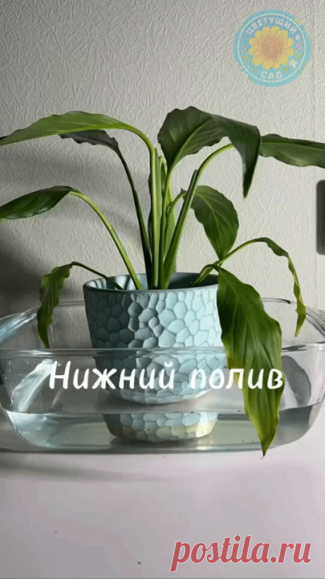 Нижний полив растений: зачем, когда и как правильно? Корни, как дети –... | Интересный контент в группе Цветущий сад