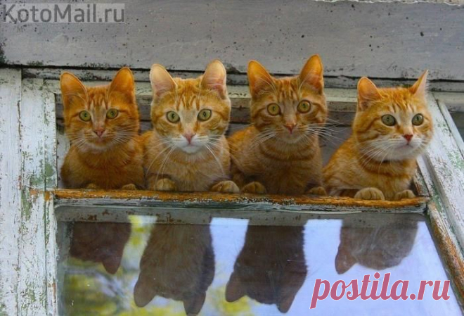 Обсуждение соседей в разгаре | KotoMail.ru