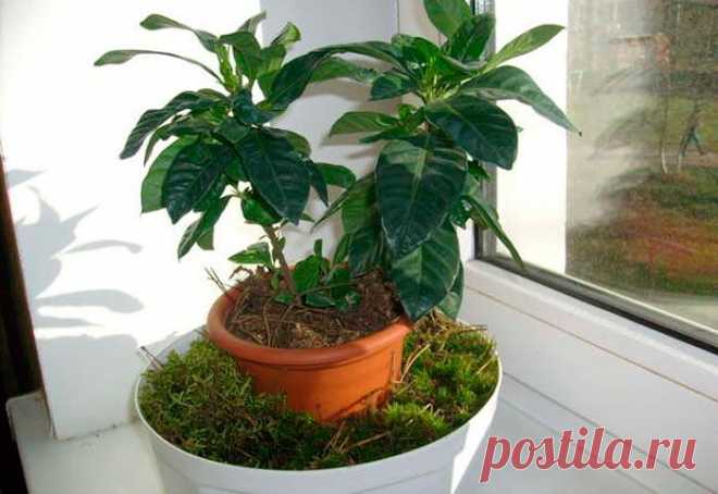 Мох сфагнум - использование и полезные свойства