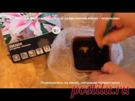 легкий способ размножения лилий чешуйками в домашних условиях. Часть вторая.