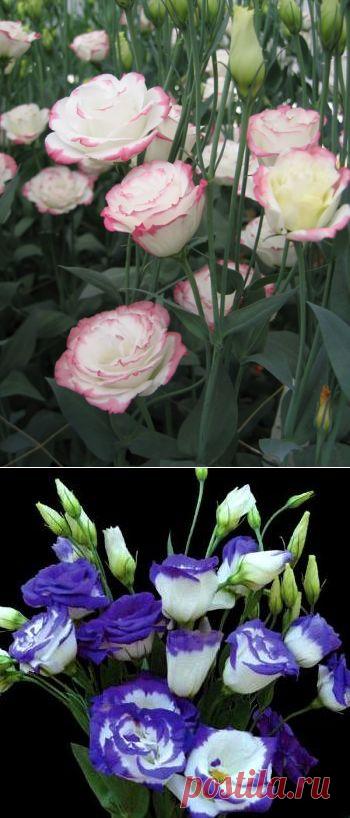 Лизиантус или Эустома - уход и разведение | GreenHome