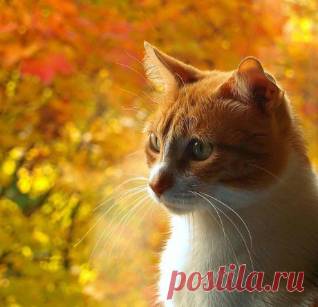 РЫЖИК,