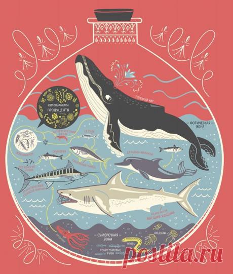 Экосистема открытого океана 🐋 Открытый океан называют синей пустыней. Там, где заканчиваются богатые жизнью прибрежные воды, начинается простор, покрывающий около 70% нашей планеты. Хотя площадь, занимаемая открытым океаном, самая большая в мире, здесь обитает всего 10% морской флоры и фауны. В глубине его вод мало питательных веществ, потому что отмершие организмы разлагаются на дне, а не в толще воды. Однако на поверхности живёт небольшое количество крошечных плавающих водорослей —…