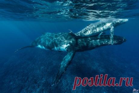 (20+) The Explorers | Facebook