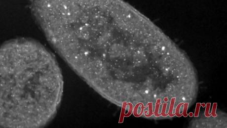 Серебро превращает бактерии в зомби-уб / Интересное в IT