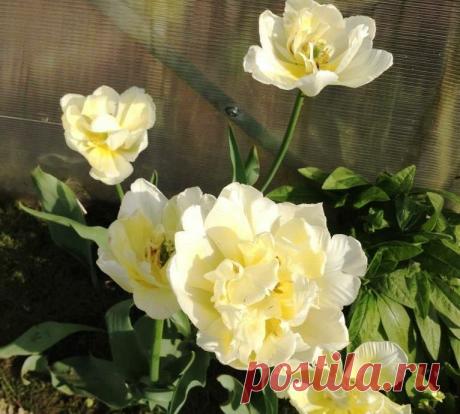 Как посадить тюльпаны. Интересный метод: сразу снова посадить | Есть время под солнцем | Яндекс Дзен