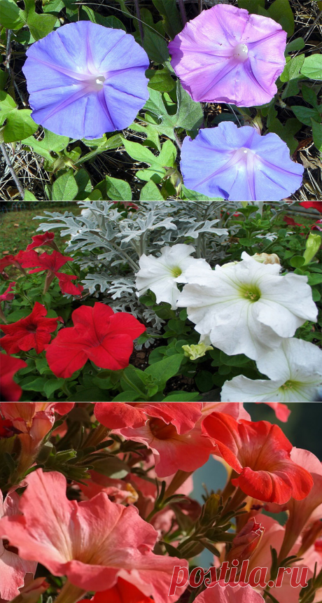 Петуния гибридная: как посадить, как вырастить и где применить