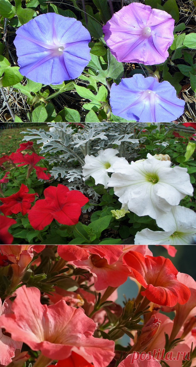 Петуния гибридная: как посадить, как вырастить и где применить