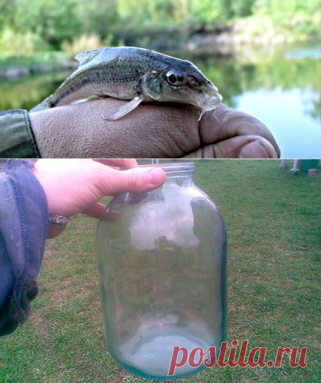 Ловля пескаря НА БАНКУ