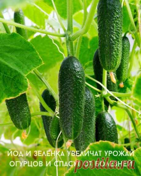 Йод и зеленка увеличат урожай огурцов и спасут от болезней