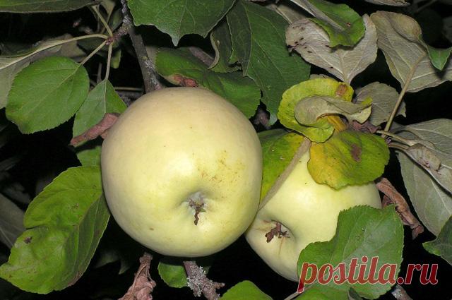 Сбор и хранение яблок — Делимся советами