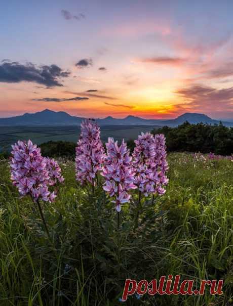 Живые цветы. – Сообщество – Google+Ясенец, или Неопалимая купина