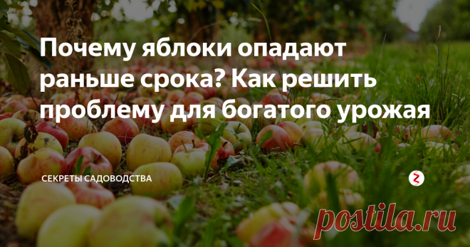 Почему яблоки опадают раньше срока? Как решить проблему для богатого урожая Ждёшь, ждёшь урожая... И тут яблоки начинают падать недозрелыми. Почему так происходит и что делать? Расскажу о 4 причинах проблемы и способах её решения.
1. Мало воды и минеральных веществ. Яблоня 