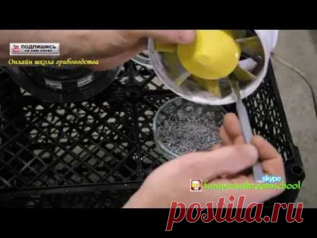 Где взять споры ВЕШЕНКИ, СБОР СПОР