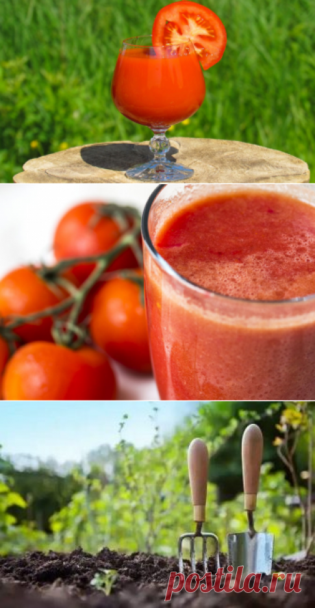 Томатный сок: польза и вред для организма
Томатный сок имеет вкус спелых помидоров. Богат пектином, клетчаткой и бета-каротином. А впервые его начали продавать лишь в 1917 году История томатного сока Томатный сок делается из плодов помидоров. Исторической родиной томатов считается Южная Америка, где из термически обрабатывали и использовали в пищу. Впервые томатный сок стал продавать американец Луи Перрен в 1917 году, когда […]
Читай дальше на сайте. Жми подробнее ➡