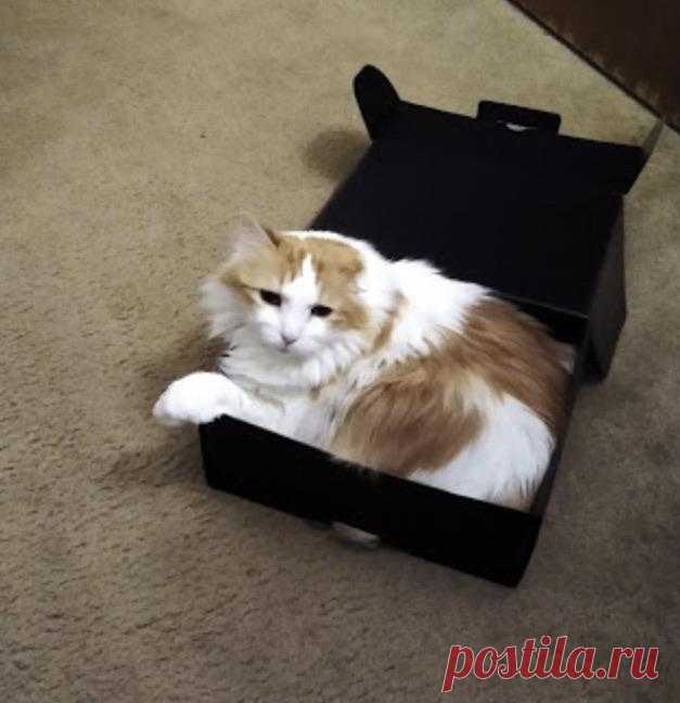 10 гигантских котов, которые поднимут вам настроение