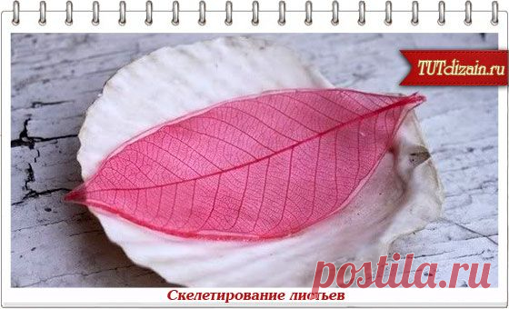 Скелетирование листьев и идеи использования + Фото » Дизайн & Декор своими руками