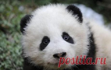 В Китайском зоопарке гигантскую панду буквально носят на руках (ВИДЕО) | Экономические известия