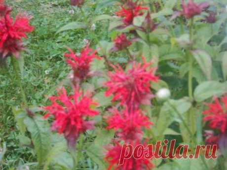 Сеньор-помидор и его компания – Татьяна Горбачёва (Коршунова) добавила фотографию в альбом цветы в саду