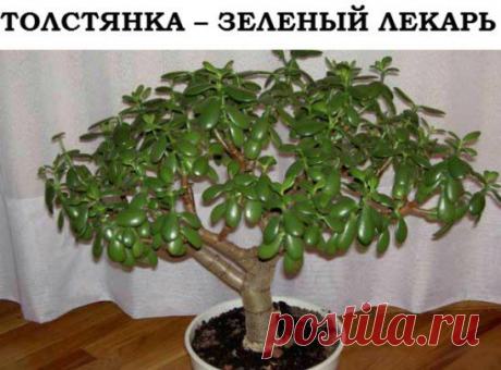 наперстянка домашний лекарь( ранки мозоли и т.д.)