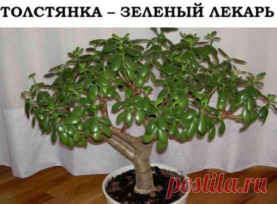 наперстянка домашний лекарь( ранки мозоли и т.д.)