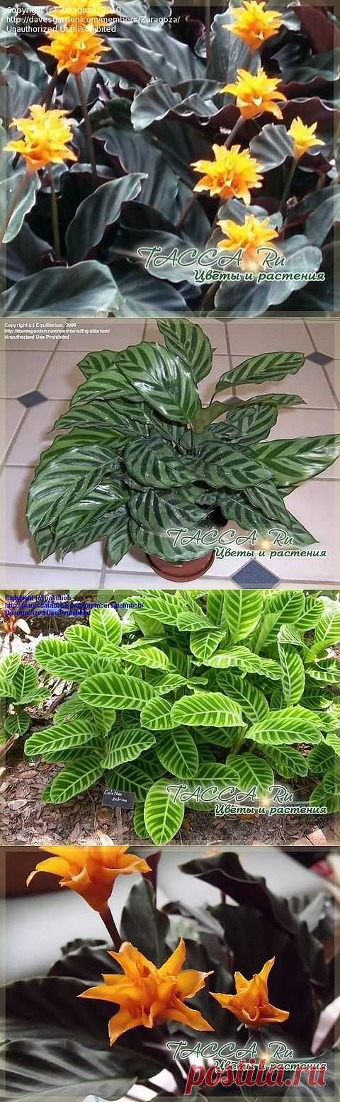 Калатея Calathea - уход в домашних условиях, фото.