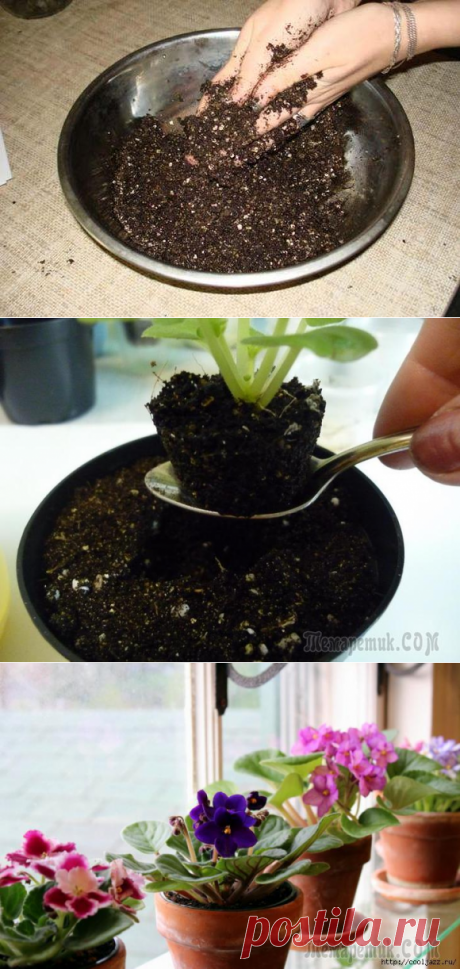 Как грамотно подобрать грунт для фиалок?