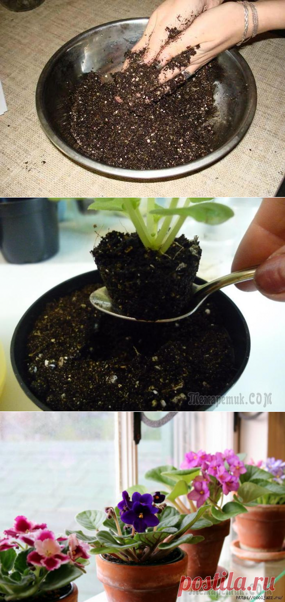 Как грамотно подобрать грунт для фиалок?