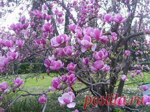 (55) Одноклассники