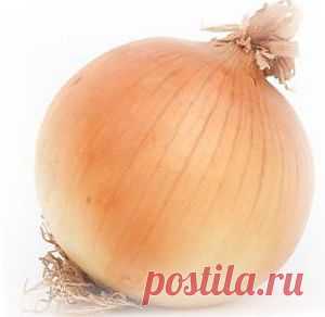 Лук репчатый - посадка, выращивание и хранение. |