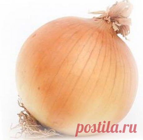 Лук репчатый - посадка, выращивание и хранение. |