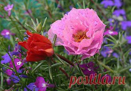 Знакомьтесь - портулак