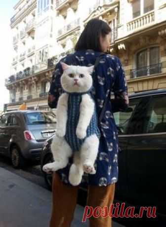 cat ♥