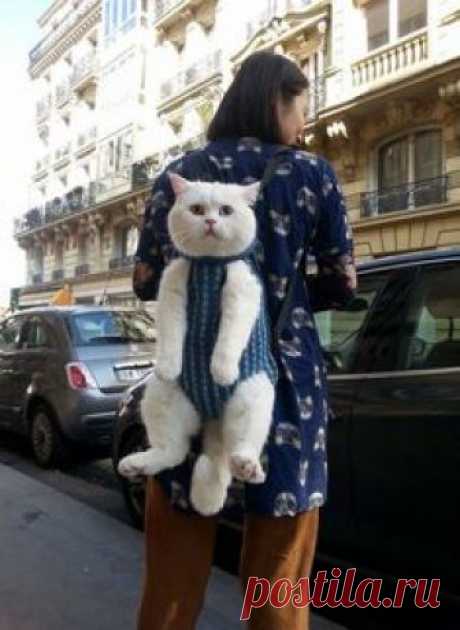 cat ♥