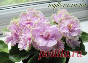 Каталог сортов фиалок в фотографиях (часть 3) | Моя флора