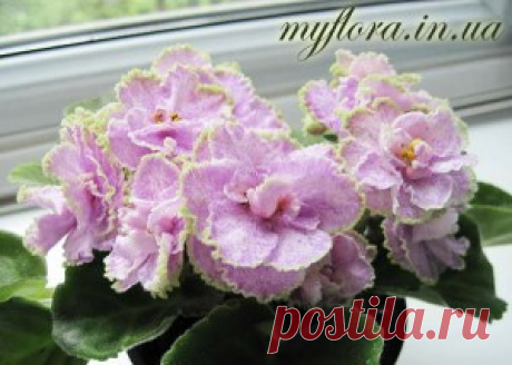 Каталог сортов фиалок в фотографиях (часть 3) | Моя флора