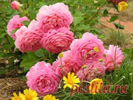 Хотелки по розам - Babyblog.ru